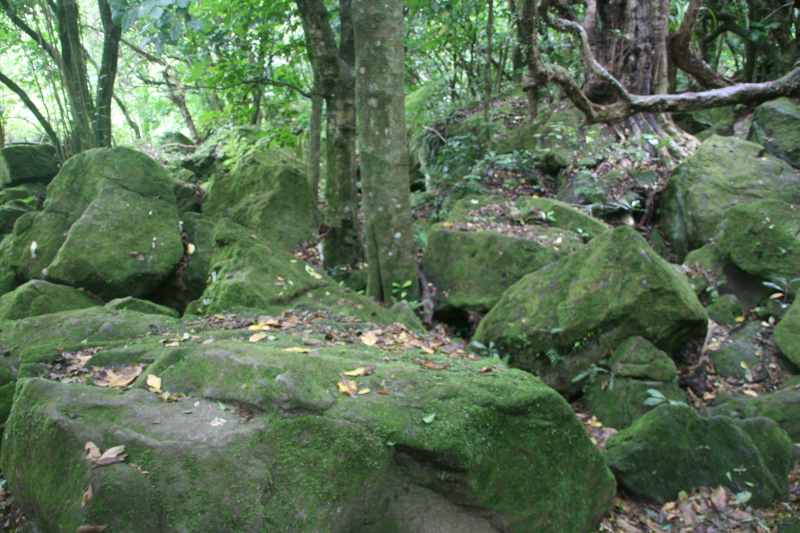 Nieuw-Zeeland 2011 - 0461